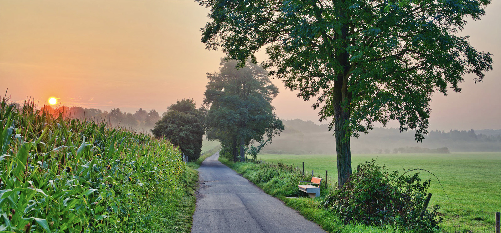 Feldweg beim Sonnenuntergang. Links ein Maisfeld, rechts eine Bank mit Baum und leerer Weide.